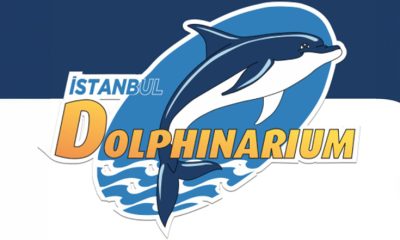 İstanbul Dolphinarium’da Yunuslarla Özel Yüzme Programı ve Gösteriler