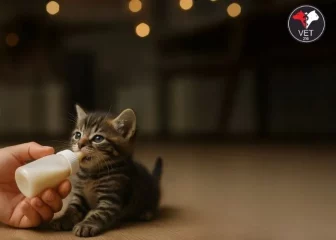 Yavru Kedi Besleme Rehberi